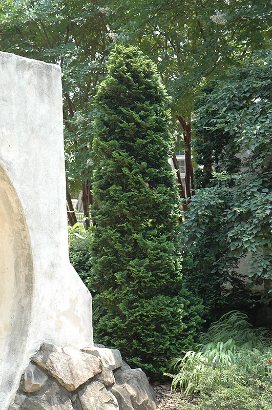 Dark Green Arborvitae (Thuja occidentalis 'Nigra') at Sargent's Gardens