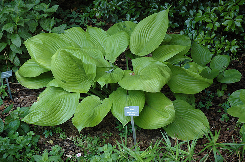Sum and Substance Hosta (Hosta 'Sum and Substance') at Sargent's Gardens