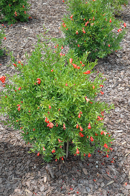 Dwarf Pomegranate (Punica granatum 'Nana') at Sargent's Gardens