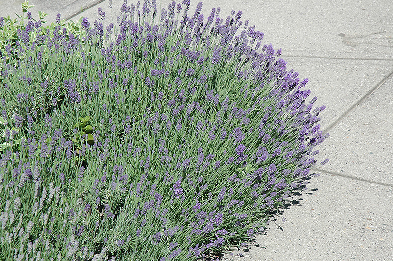 Munstead Lavender (Lavandula angustifolia 'Munstead') at Sargent's Gardens