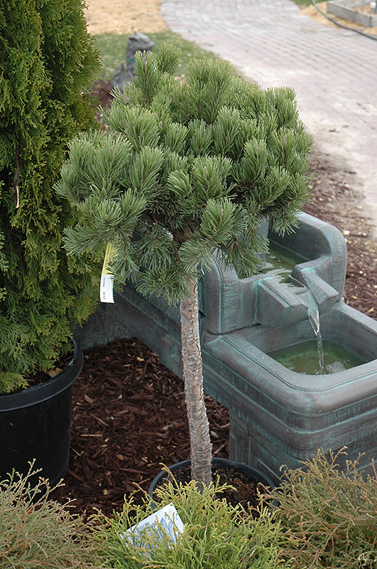 Dwarf Mugo Pine (Pinus mugo 'var. pumilio (tree form)') at Sargent's Gardens