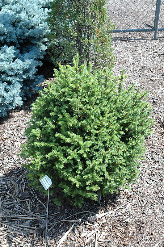 Sherwood Compact Norway Spruce (Picea abies 'Sherwood Compact') at Sargent's Gardens