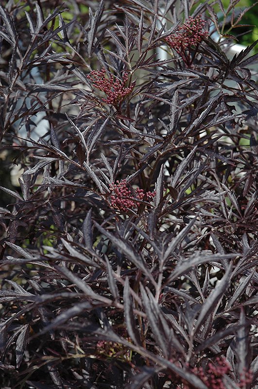 Black Lace Elder (Sambucus nigra 'Eva') at Sargent's Gardens