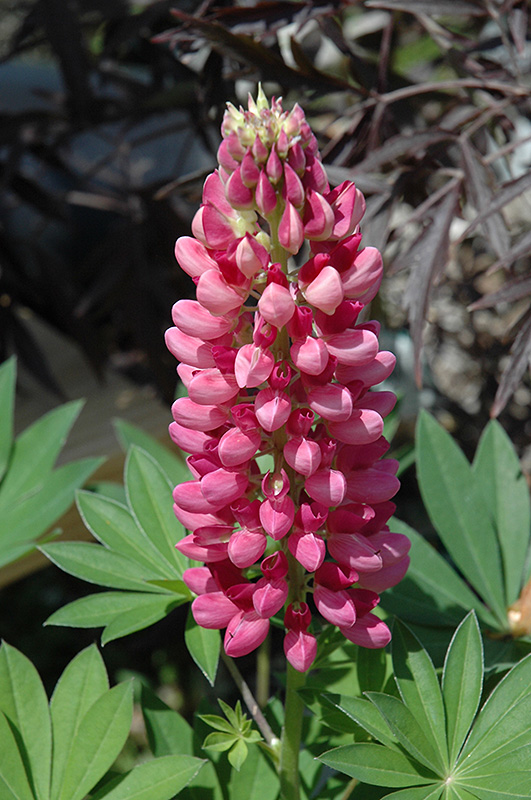 Gallery Red Lupine (Lupinus 'Gallery Red') at Sargent's Gardens