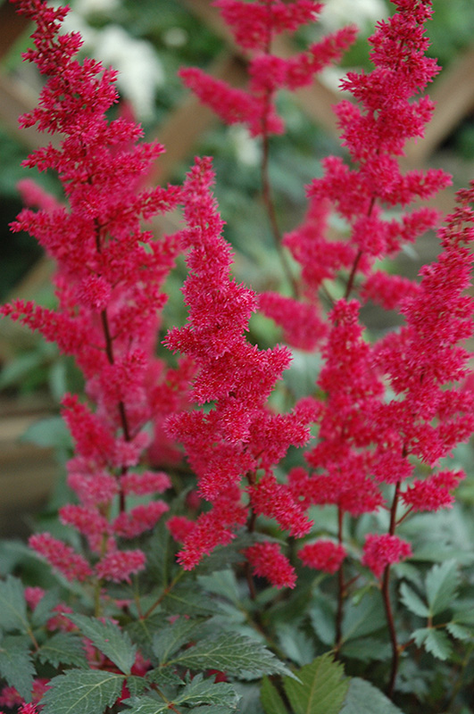 Fanal Astilbe (Astilbe x arendsii 'Fanal') at Sargent's Gardens