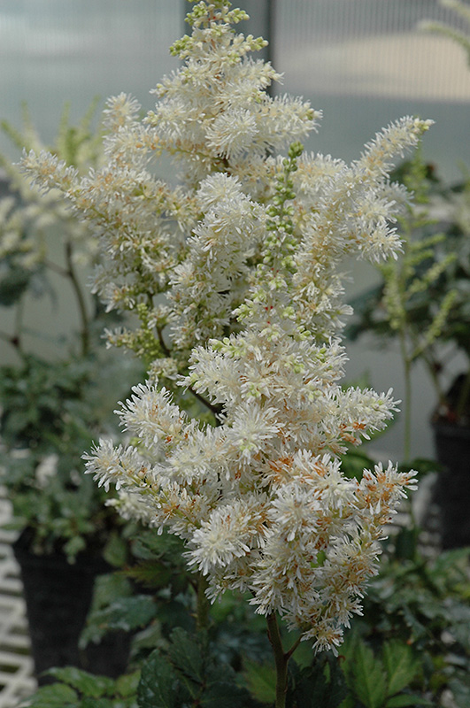 Visions In White Astilbe (Astilbe 'Visions In White') at Sargent's Gardens