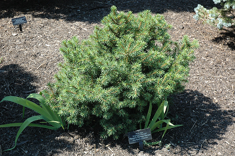 Gregoryana Parsonii Norway Spruce (Picea abies 'Gregoryana Parsonii') at Sargent's Gardens