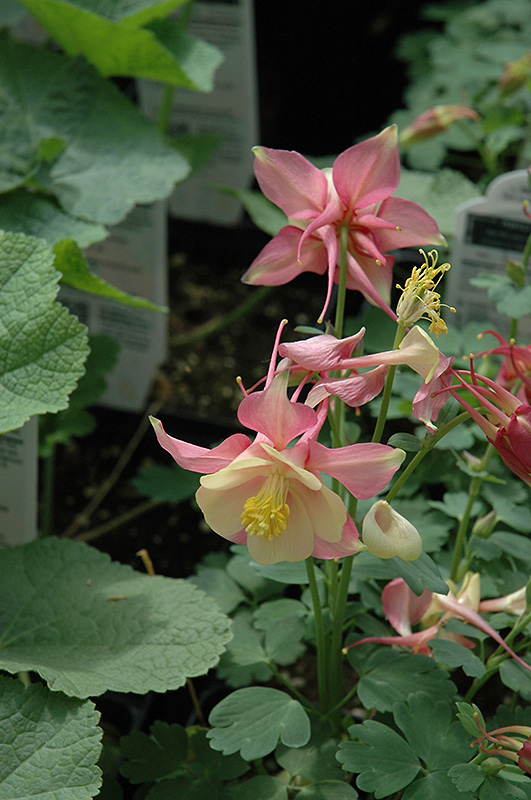 Swan Pink and White Columbine (Aquilegia 'Swan Pink and White') at Sargent's Gardens