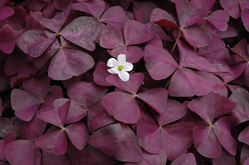 Charmed Wine Shamrock (Oxalis 'Charmed Wine') at Sargent's Gardens
