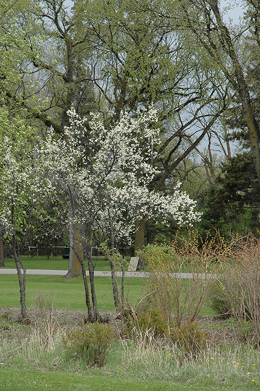 Toka Plum (Prunus 'Toka') at Sargent's Gardens