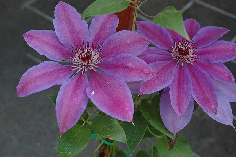 Vancouver Starry Nights Clematis (Clematis 'Vancouver Starry Nights') at Sargent's Gardens