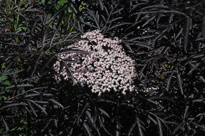 Black Lace Elder (Sambucus nigra 'Eva') at Sargent's Gardens