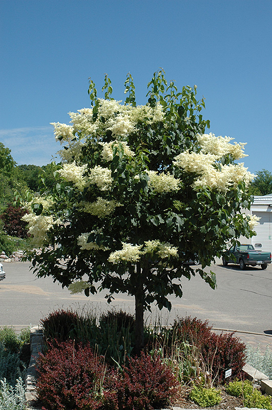 Snowdance Japanese Tree Lilac (Syringa reticulata 'Bailnce') at Sargent's Gardens