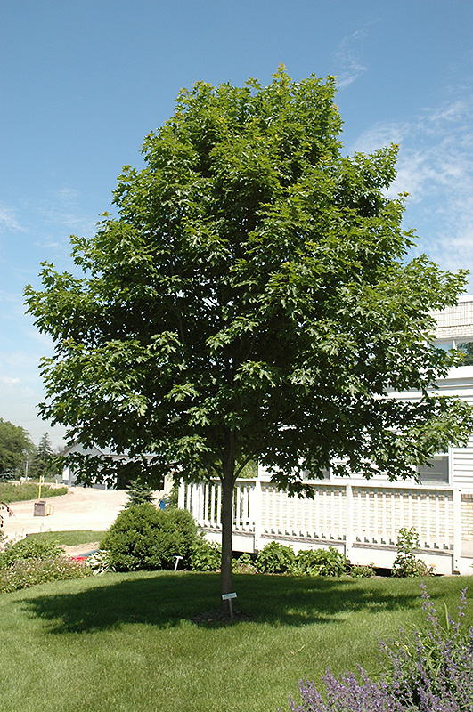 Fall Fiesta Sugar Maple (Acer saccharum 'Bailsta') at Sargent's Gardens