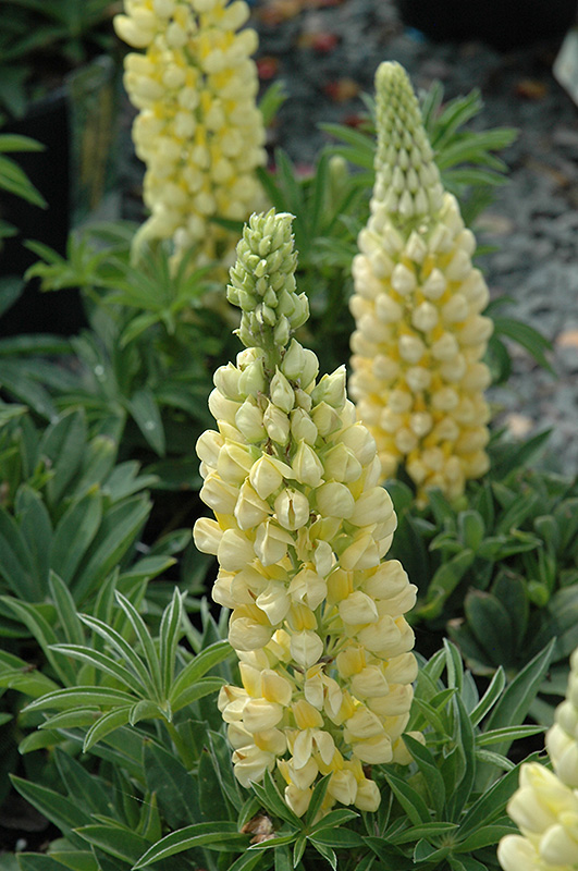 Gallery Yellow Lupine (Lupinus 'Gallery Yellow') at Sargent's Gardens