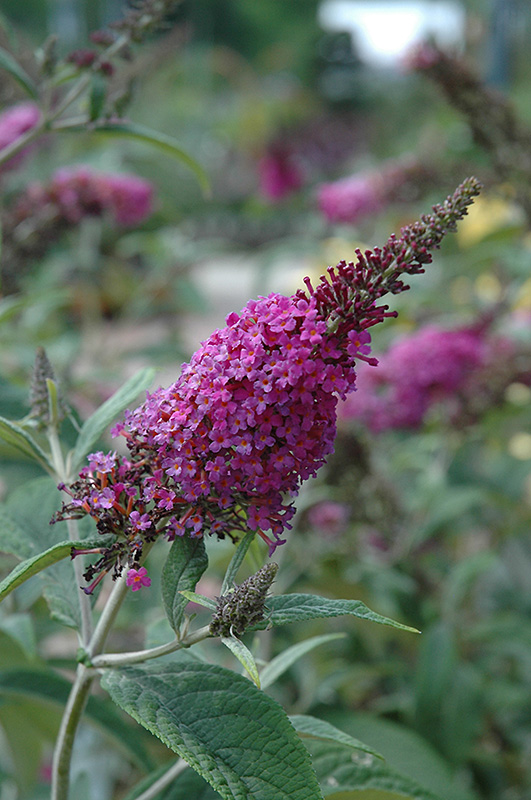Miss Ruby Butterfly Bush (Buddleia davidii 'Miss Ruby') at Sargent's Gardens