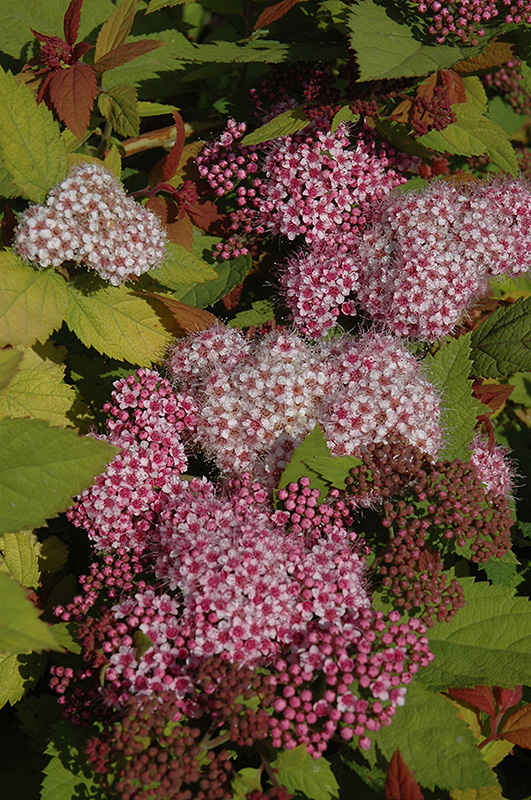 Double Play Big Bang Spirea (Spiraea 'Tracy') at Sargent's Gardens