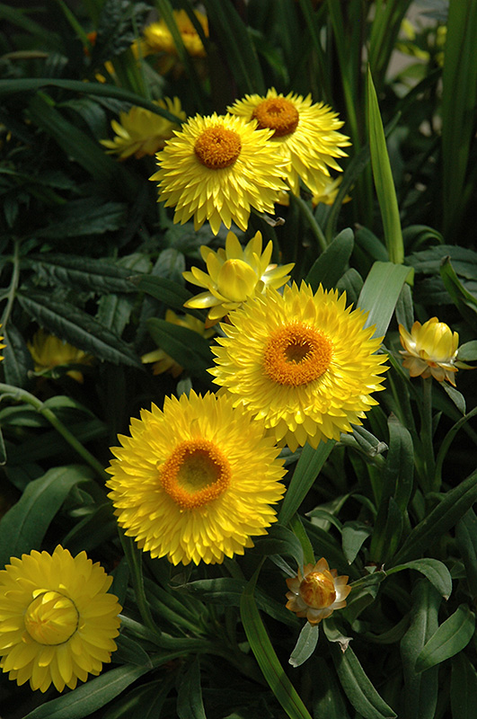 Dreamtime Jumbo Yellow Strawflower (Bracteantha bracteata 'OHB003790') at Sargent's Gardens