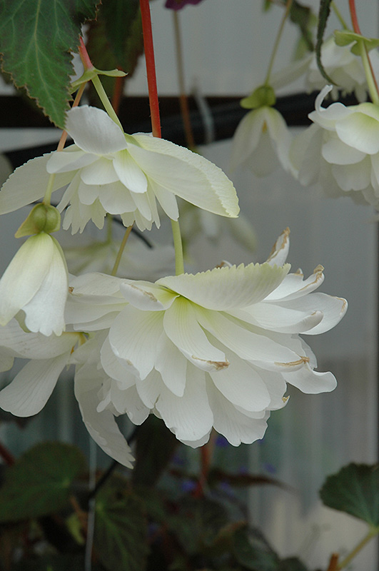 Illumination White Begonia (Begonia 'Illumination White') at Sargent's Gardens