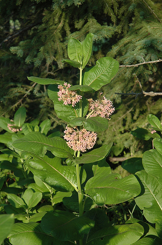 Common Milkweed (Asclepias syriaca) at Sargent's Gardens