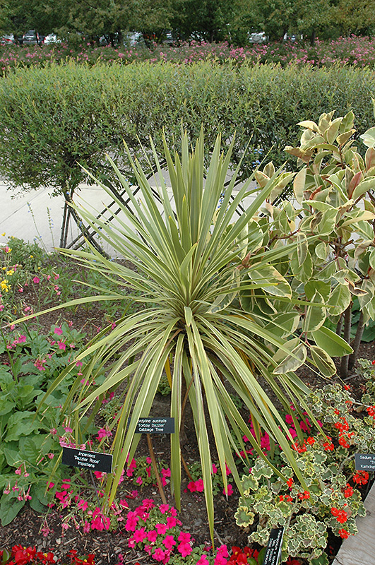 Torbay Dazzler Grass Palm (Cordyline australis 'Torbay Dazzler') at Sargent's Gardens