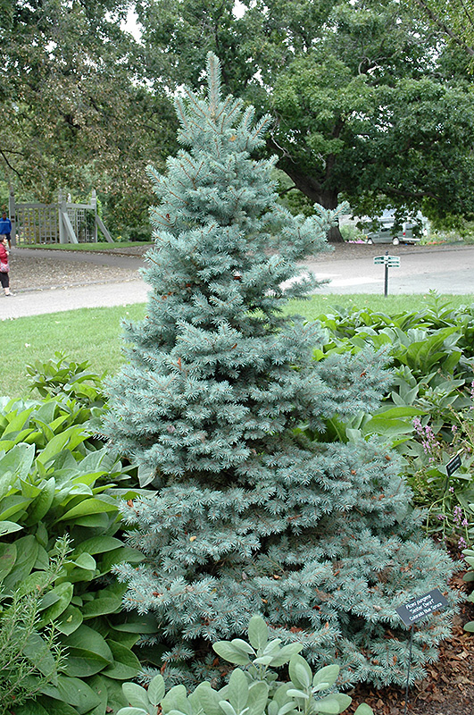 Sester Dwarf Blue Spruce (Picea pungens 'Sester Dwarf') at Sargent's Gardens