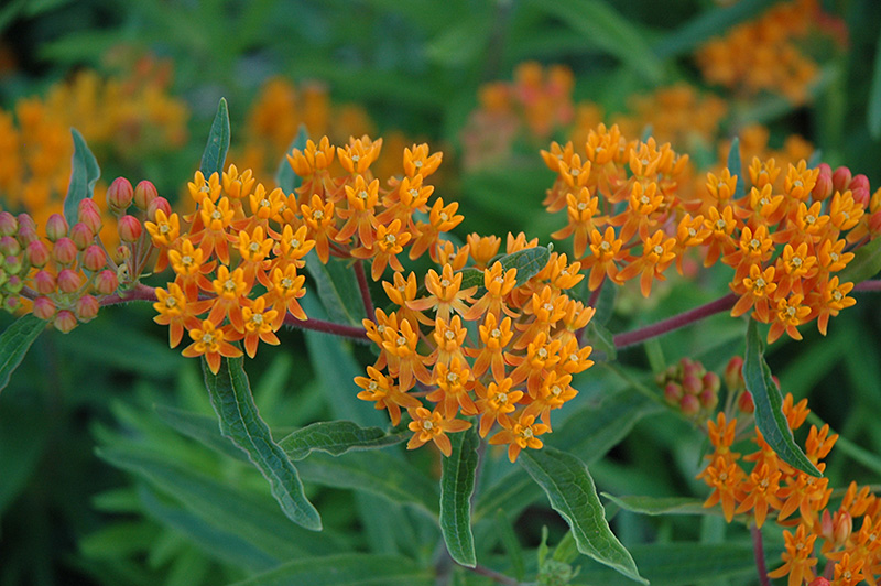 Gay Butterflies Butterfly Weed (Asclepias tuberosa 'Gay Butterflies') at Sargent's Gardens