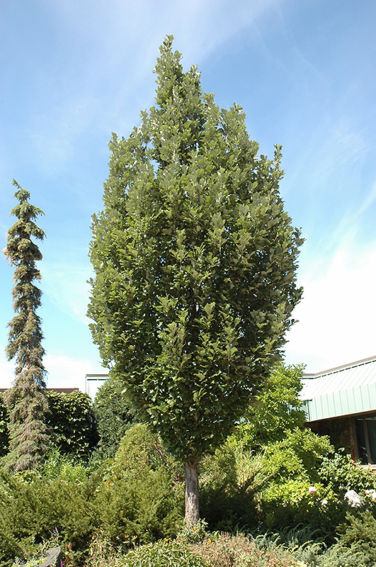 Crimson Spire Oak (Quercus 'Crimschmidt') at Sargent's Gardens