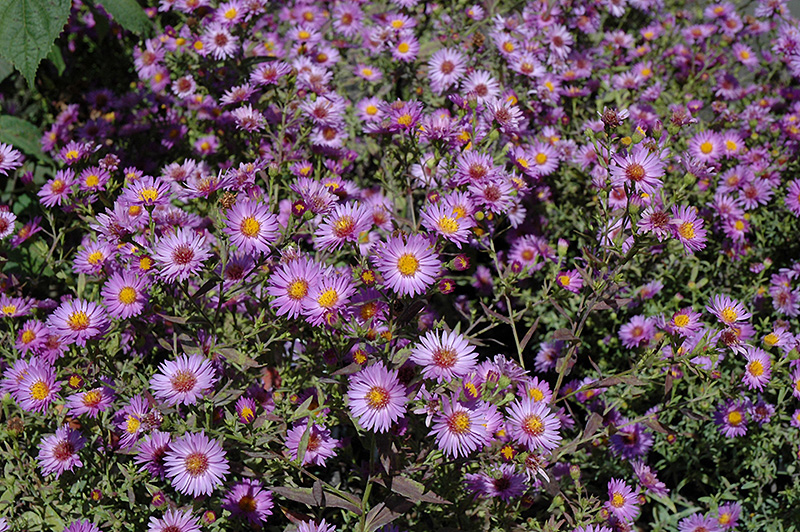 Woods Purple Aster (Aster 'Woods Purple') at Sargent's Gardens