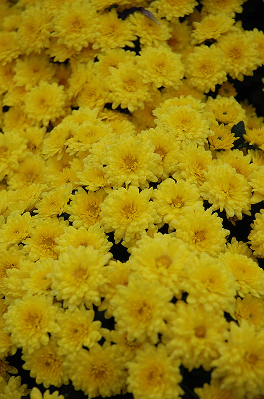 Sundance Yellow Chrysanthemum (Chrysanthemum 'Sundance Yellow') at Sargent's Gardens