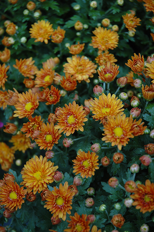Sunset Orange Chrysanthemum (Chrysanthemum 'Sunset Orange') at Sargent's Gardens
