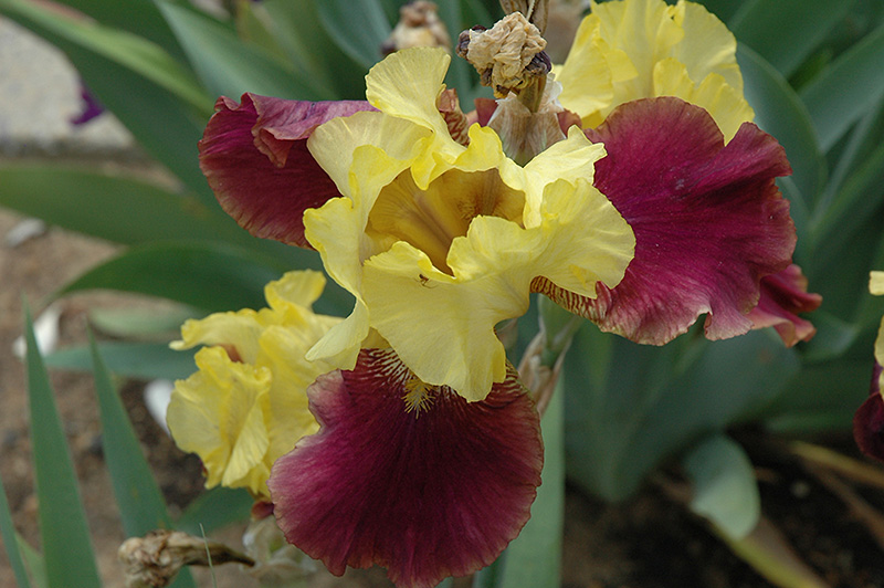Blatant Iris (Iris 'Blatant') at Sargent's Gardens