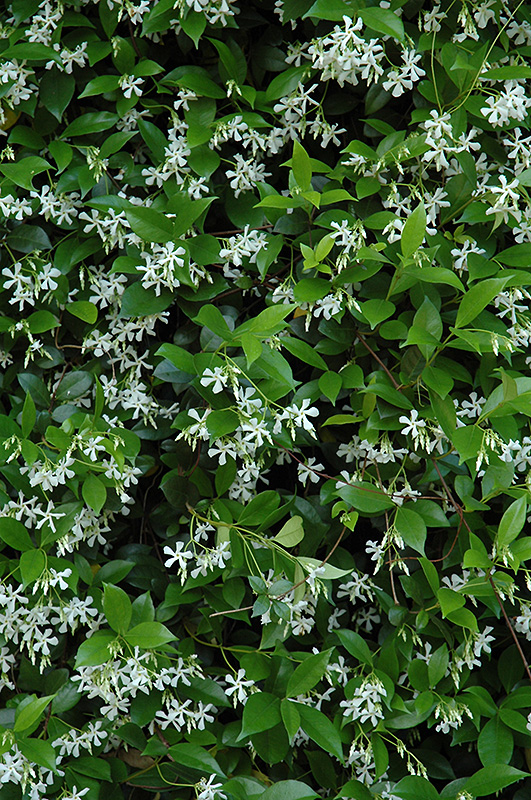 Confederate Star-Jasmine (Trachelospermum jasminoides) at Sargent's Gardens