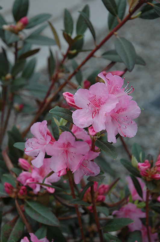 Aglo Rhododendron (Rhododendron 'Aglo') at Sargent's Gardens