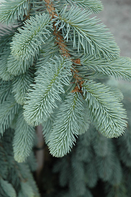 The Blues Colorado Blue Spruce (Picea pungens 'The Blues') at Sargent's Gardens