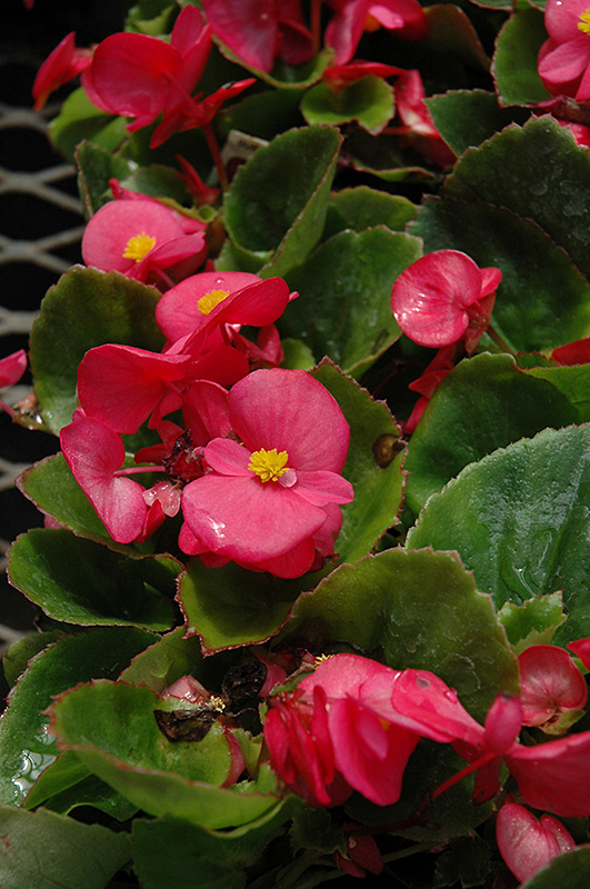 Super Olympia Rose Begonia (Begonia 'Super Olympia Rose') at Sargent's Gardens