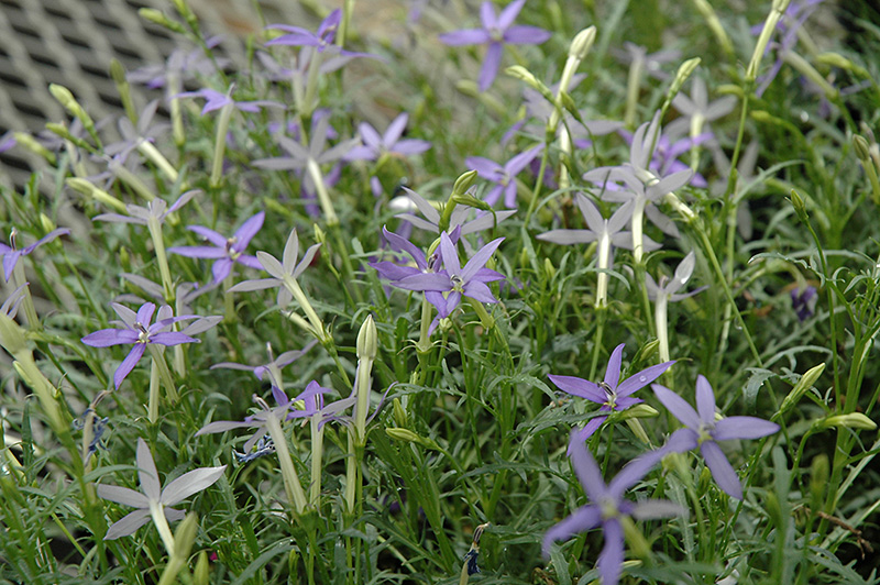 Beth's Blue Laurentia (Isotoma axillaris 'Beth's Blue') at Sargent's Gardens