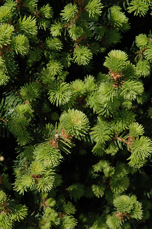 Sherwood Compact Norway Spruce (Picea abies 'Sherwood Compact') at Sargent's Gardens
