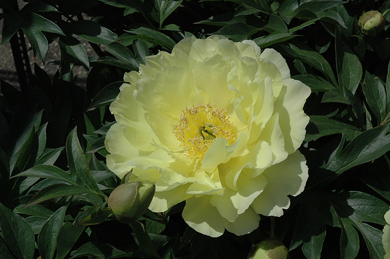 Yumi Peony (Paeonia 'Beauty') at Sargent's Gardens