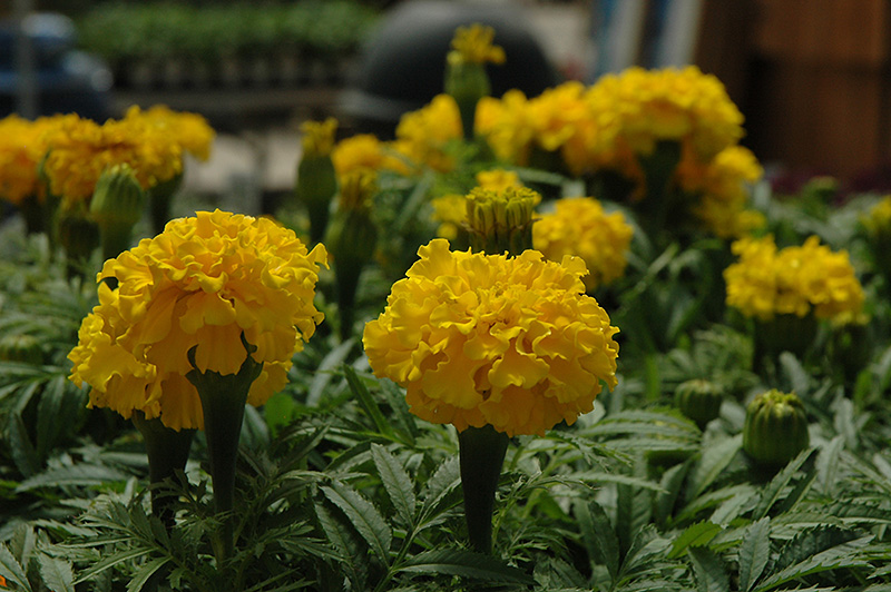 Safari Yellow Marigold (Tagetes patula 'Safari Yellow') at Sargent's Gardens