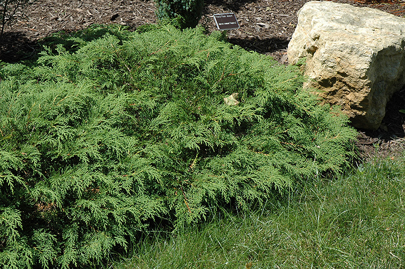Russian Cypress (Microbiota decussata) at Sargent's Gardens