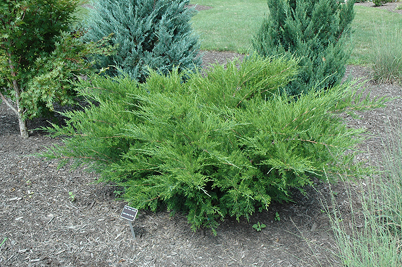 Sea Green Juniper (Juniperus chinensis 'Sea Green') at Sargent's Gardens