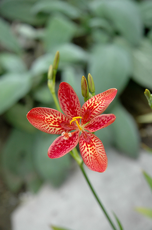 Dazzler Candy Lily (Pardancanda 'Dazzler') at Sargent's Gardens