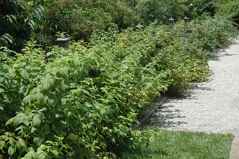 Heritage Raspberry (Rubus 'Heritage') at Sargent's Gardens