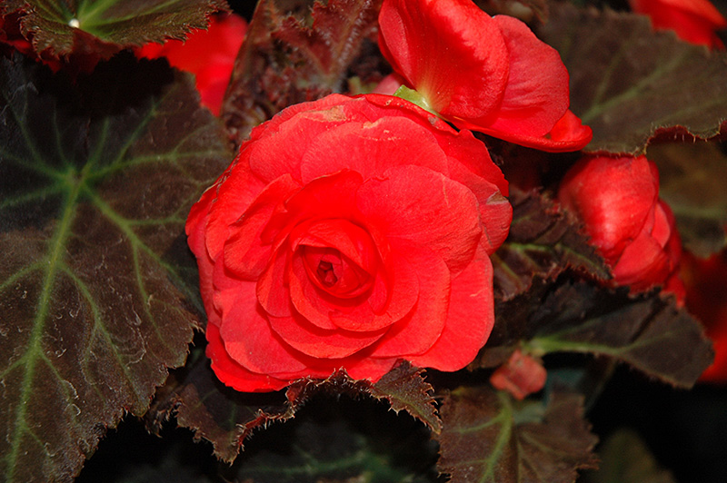 Nonstop Mocca Cherry Begonia (Begonia 'Nonstop Mocca Cherry') at Sargent's Gardens
