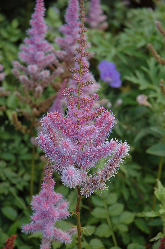 Purple Candles Astilbe (Astilbe chinensis 'Purple Candles') at Sargent's Gardens