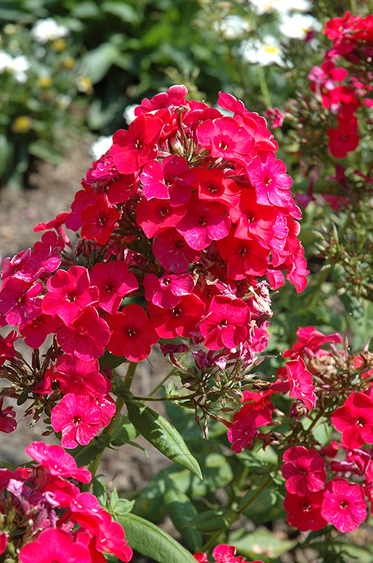 Red Flame Garden Phlox (Phlox paniculata 'Red Flame') at Sargent's Gardens