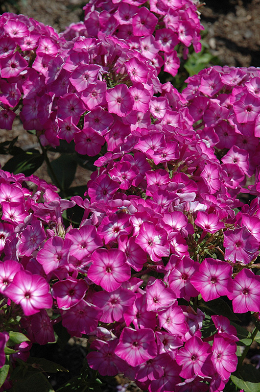 Early Start Purple Garden Phlox (Phlox paniculata 'Early Start Purple') at Sargent's Gardens