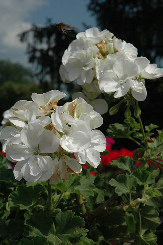 Dynamo White Geranium (Pelargonium 'Dynamo White') at Sargent's Gardens