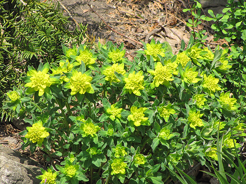 Cushion Spurge (Euphorbia epithymoides) at Sargent's Gardens